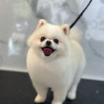 Dog grooming