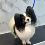 Dog grooming