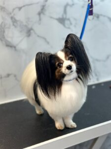 Dog grooming