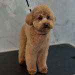 Dog grooming