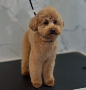 Dog grooming